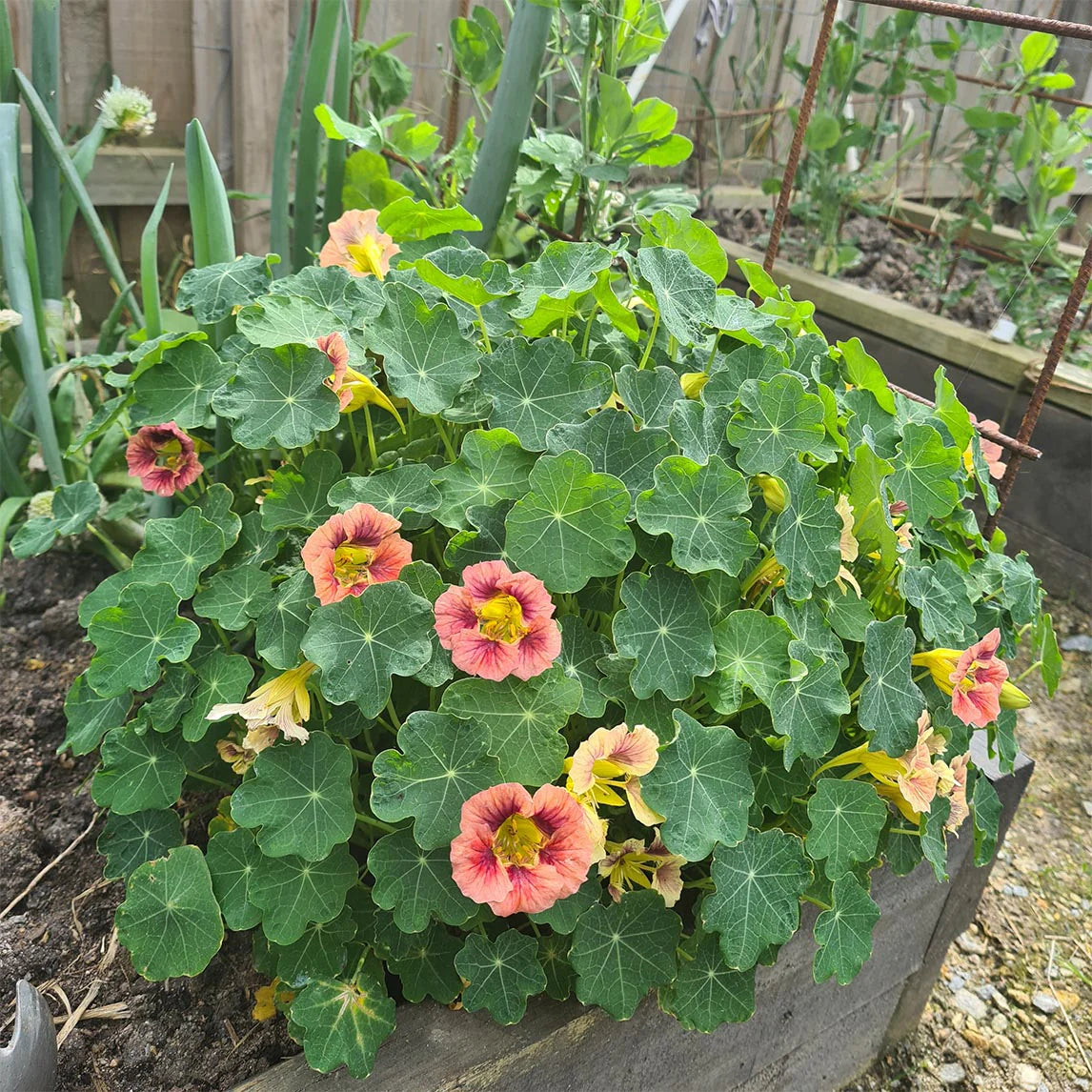 Burgundy Nasturtium Flower Seeds for Planting Sun Loving Heirloom & GMO Free Seeds for Home Garden
 
 Sale