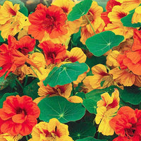 Red Yellow Nasturtium Flower seeds for Planting Fragrant Blossoms Heirloom & GMO Free Seeds for Home Garden