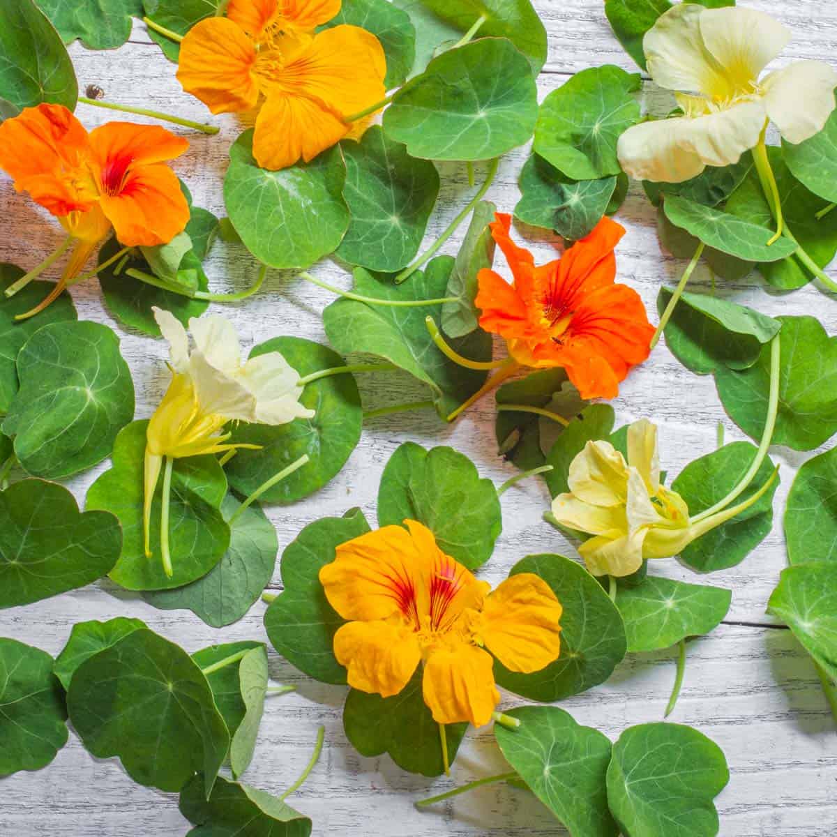 Nasturtium Flower seeds for Planting Sun Loving Heirloom & GMO Free Seeds for Home Garden