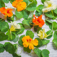Nasturtium Flower seeds for Planting Sun Loving Heirloom & GMO Free Seeds for Home Garden