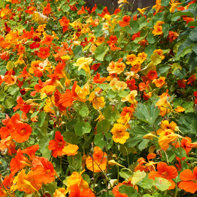 Nasturtium Flower seeds for Planting Long Bloom Season Heirloom & GMO Free Seeds for Home Garden