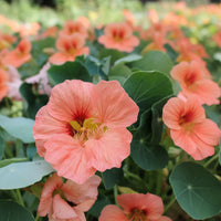 Baby Pink Nasturtium Flower seeds for Planting Long Bloom Season Heirloom & GMO Free Seeds for Home Garden