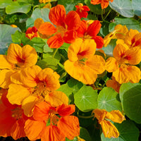 Nasturtium Jewel Flower seeds for Planting Bright Blooms Heirloom & GMO Free Seeds for Home Garden