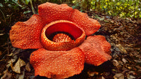 Smelliest Flower seeds for Planting Wildflower Mix Heirloom & GMO Free Seeds for Home Garden