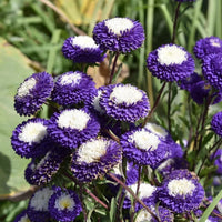 Blue White Aster Flower Seeds for Planting Vibrant Colors Heirloom & GMO Free Seeds for Home Garden
 
 Sale