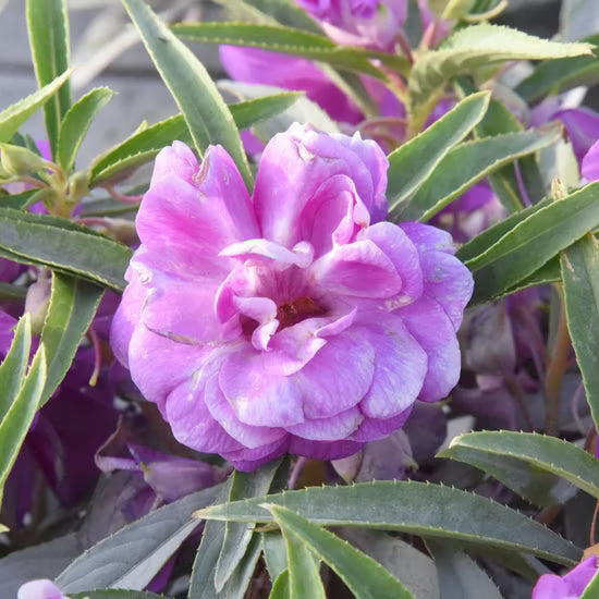 Violet Camellia Flower seeds for Planting Cut Flower Favorite Heirloom & GMO Free Seeds for Home Garden