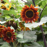 Marron Sunflower Flower seeds for Planting Vibrant Colors Heirloom & GMO Free Seeds for Home Garden 
 
 Sale