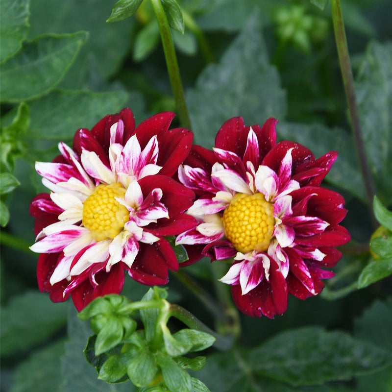 Dahlia Flower seeds for Planting Low Maintenance Heirloom & GMO Free Seeds for Home Garden