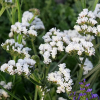 White Statice Flower seeds for Planting - Garden Favorite, Heirloom & GMO Free Seeds for Home Garden