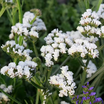 White Statice Flower seeds for Planting - Garden Favorite, Heirloom & GMO Free Seeds for Home Garden