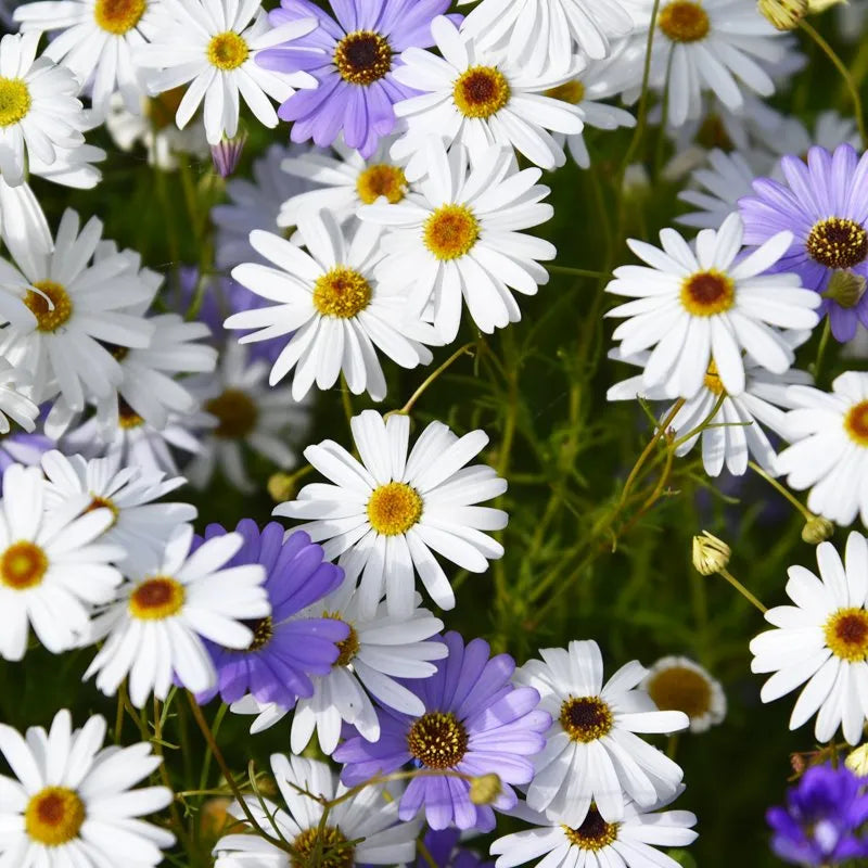 Heirloom Swan River Daisy Flower seeds for Planting Compact Growth Heirloom & GMO Free Seeds for Home Garden