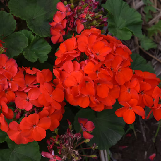 Light Red Univalve Geranium Flower Seeds for Planting Drought Tolerant Heirloom & GMO Free Seeds for Home Garden
 
 Sale