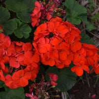 Light Red Univalve Geranium Flower Seeds for Planting Drought Tolerant Heirloom & GMO Free Seeds for Home Garden
 
 Sale