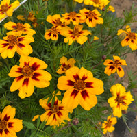 Marigold Marietta Flower seeds for Planting Vibrant Colors Heirloom & GMO Free Seeds for Home Garden 
 
 Sale