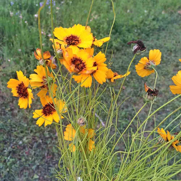 Heirloom Thelesperma Flower seeds for Planting Pollinator Friendly Heirloom & GMO Free Seeds for Home Garden