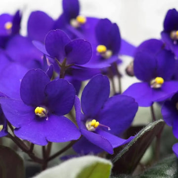 Navy Blue Mini Violet Flower Seeds for Planting Premium Quality Heirloom & GMO Free Seeds for Home Garden
 
 Sale