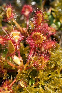 Mixed Sundew for Planting Long Bloom Season Heirloom & GMO Free Seeds for Home Garden
 
 Sale