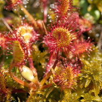 Sundew Flower seeds for Planting - Bright Blooms, Heirloom & GMO Free Seeds for Home Garden