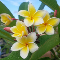 Yellow Fragrant Flower seeds for Planting - Long Bloom Season, Heirloom & GMO Free Seeds for Home Garden