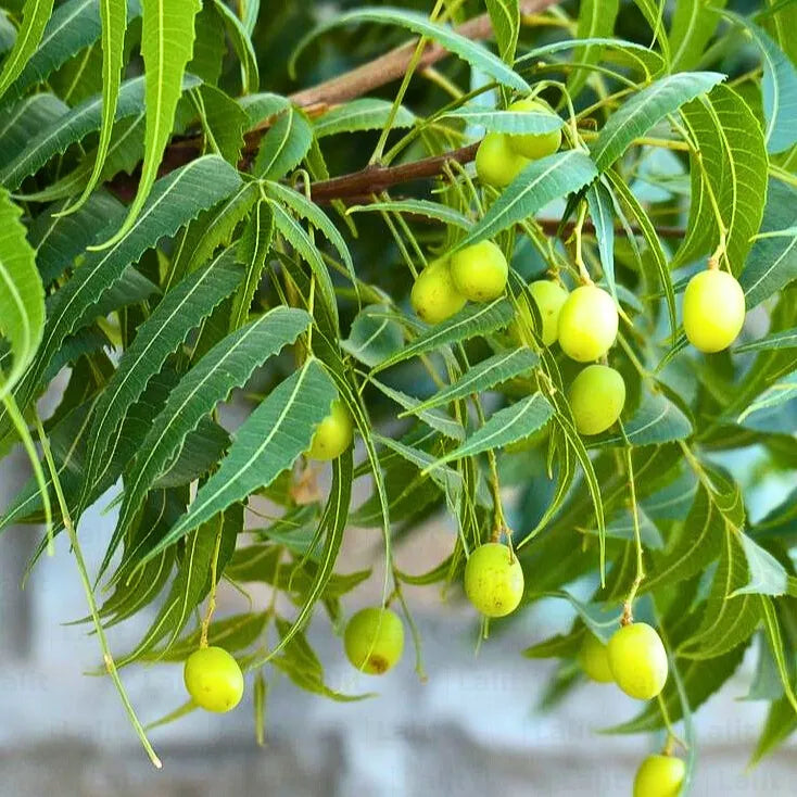 Azadirachta Indica Tree Seeds for Planting