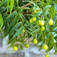Azadirachta Indica Tree Seeds for Planting
