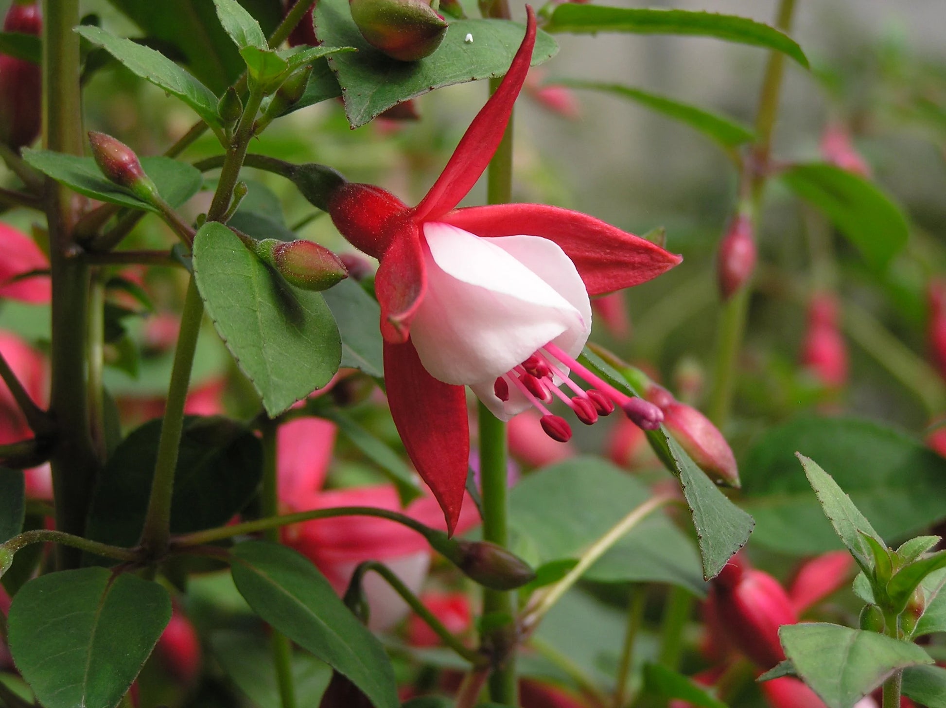 Red and White Fuchsias Seeds for Planting