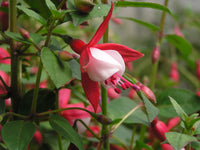 Red and White Fuchsias Seeds for Planting