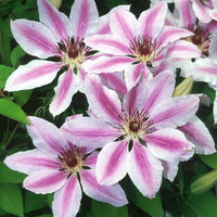 Mixed Nelly Moser Flower seeds for Planting - Bright Blooms, Heirloom & GMO Free Seeds for Home Garden