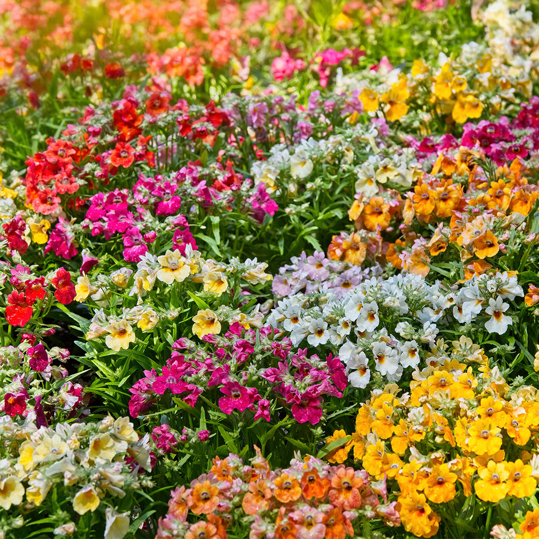 Mixed Carnival Flower seeds for Planting - Fragrant Blossoms, Heirloom & GMO Free Seeds for Home Garden