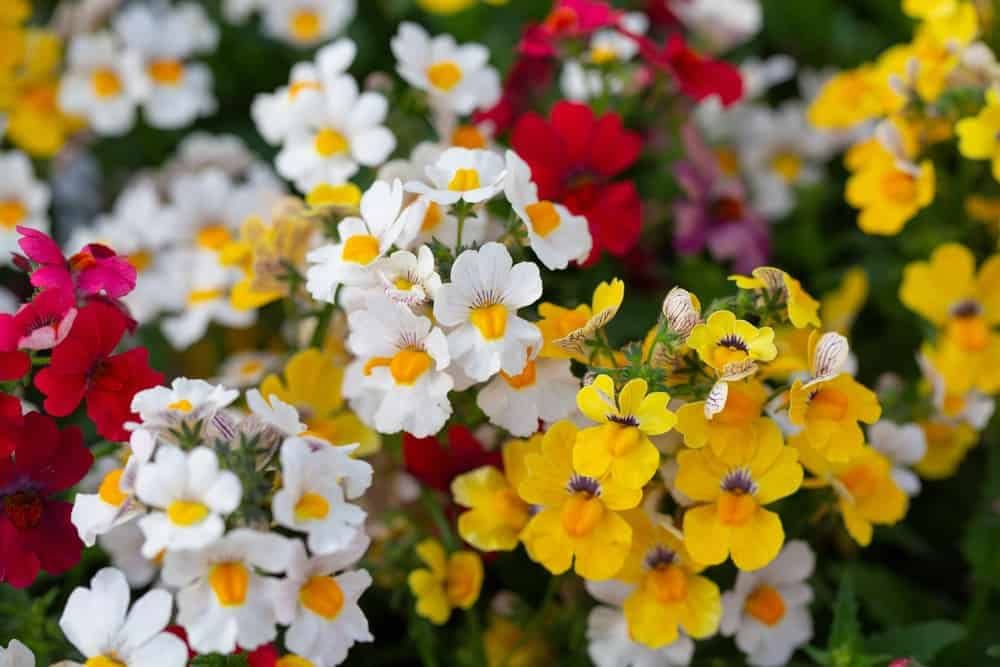 Non GMO Yellow Nemesia seeds