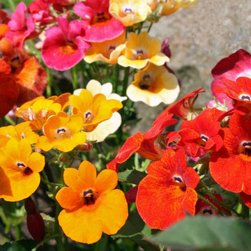 Nemesia flower seeds for planting