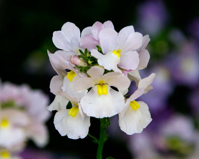 White Nemesia Strumosa Flower seeds for Planting - Compact Growth, Heirloom & GMO Free Seeds for Home Garden