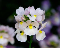 White Nemesia Strumosa Flower seeds for Planting - Compact Growth, Heirloom & GMO Free Seeds for Home Garden