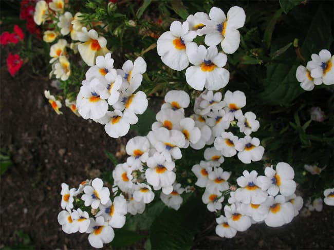White Nemesia Strumosa Flower seeds for Planting - Compact Growth, Heirloom & GMO Free Seeds for Home Garden