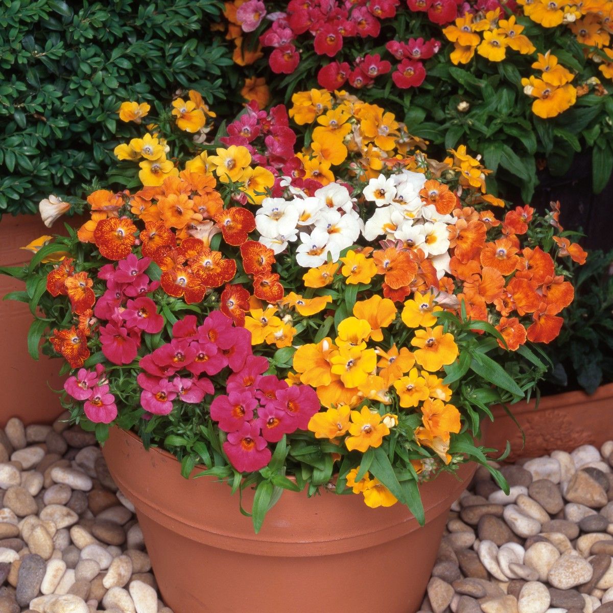 Nemesia Flower seeds for Planting Perfect for Borders Heirloom & GMO Free Seeds for Home Garden
 
 Sale