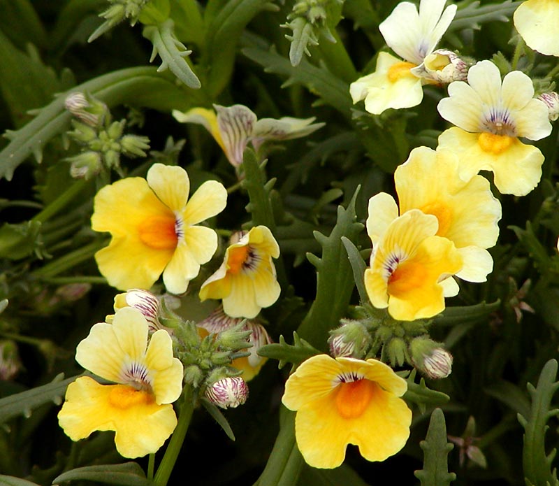 Yellow Nemesia Flower seeds for Planting - Colorful Display, Heirloom & GMO Free Seeds for Home Garden