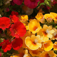 Nemesia Masquerade Seeds – Colorful Bi-Color Annual Garden Flowers