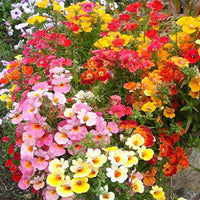 Mixed Nemesia Carnival Flower seeds for Planting - Bright Blooms, Heirloom & GMO Free Seeds for Home Garden