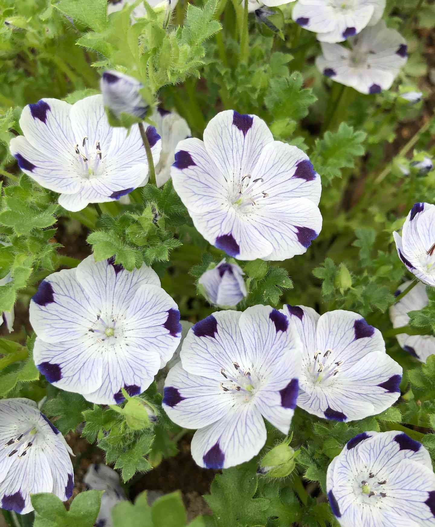 White Blue Maculata Flower Seeds for Planting  Ideal for Creating Stunning Garden Blooms and Attracting Pollinators