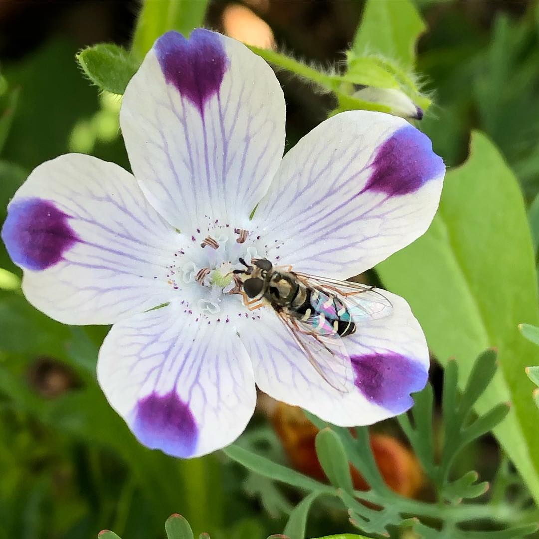White Blue Maculata Flower Seeds for Planting  Ideal for Creating Stunning Garden Blooms and Attracting Pollinators