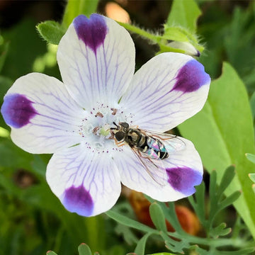 White Blue Maculata Flower Seeds for Planting  Ideal for Creating Stunning Garden Blooms and Attracting Pollinators