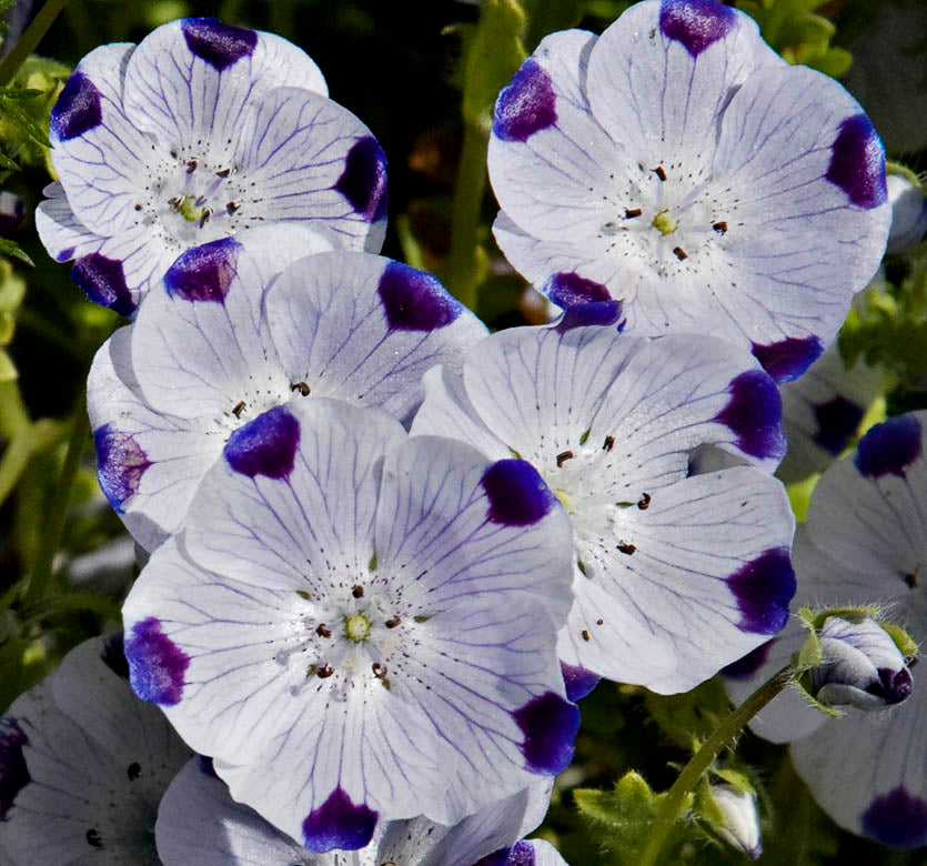 White Blue Maculata Flower seeds for Planting Seasonal Bloomer Heirloom & GMO Free Seeds for Home Garden 
 
 Sale