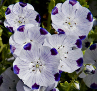 White Blue Maculata Flower seeds for Planting Seasonal Bloomer Heirloom & GMO Free Seeds for Home Garden 
 
 Sale