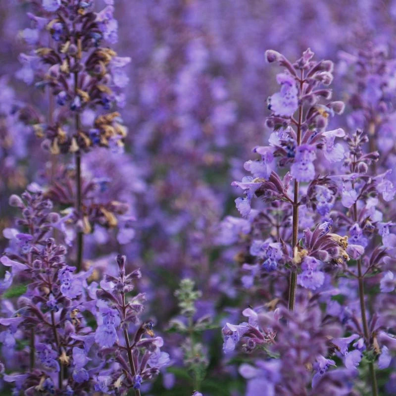 Nepeta Racemosa Flower seeds for Planting - Shade Tolerant, Heirloom & GMO Free Seeds for Home Garden