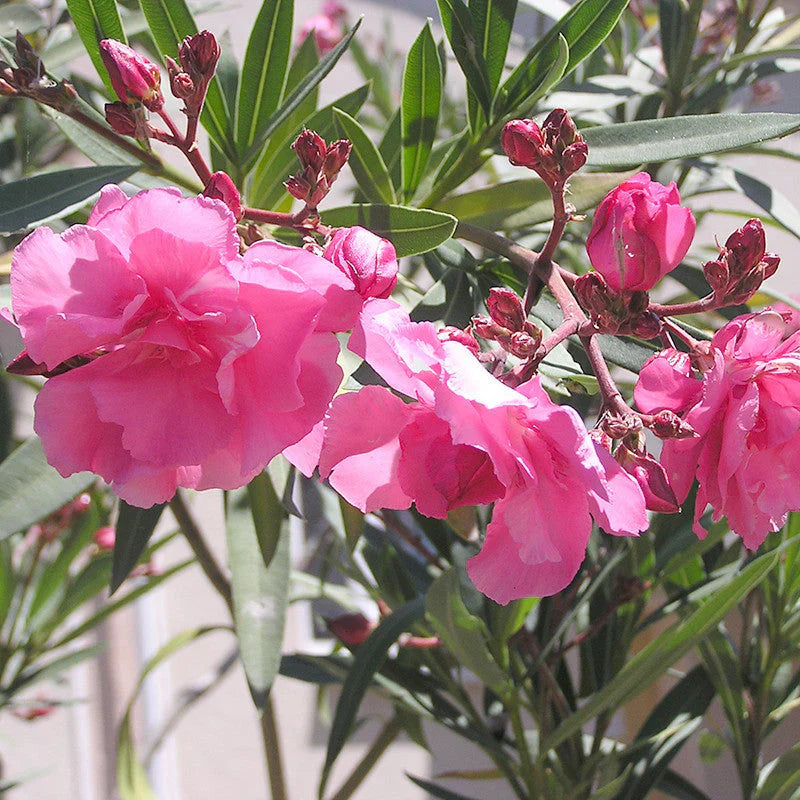 Nerium (Nerium Flower) seeds for planting in home garden