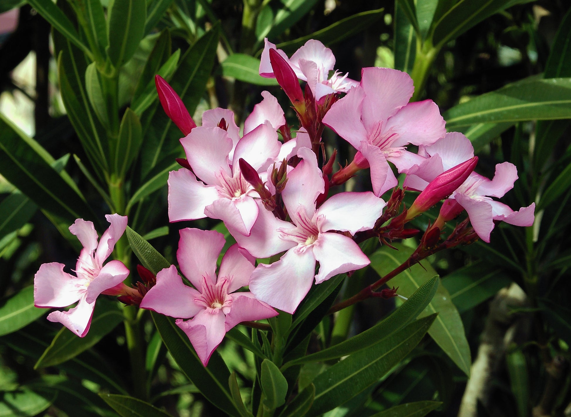 Nerium Flower seeds for Planting Vibrant Colors Heirloom & GMO Free Seeds for Home Garden 
 
 Sale