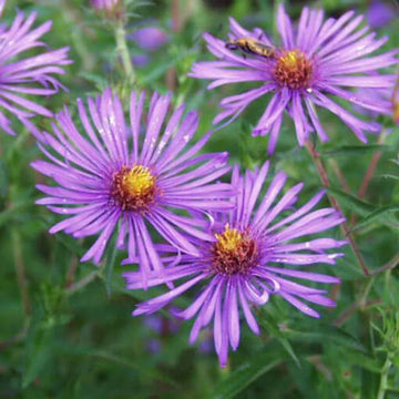 Purple Aster Novae Angliae Seeds for Perennial Planting