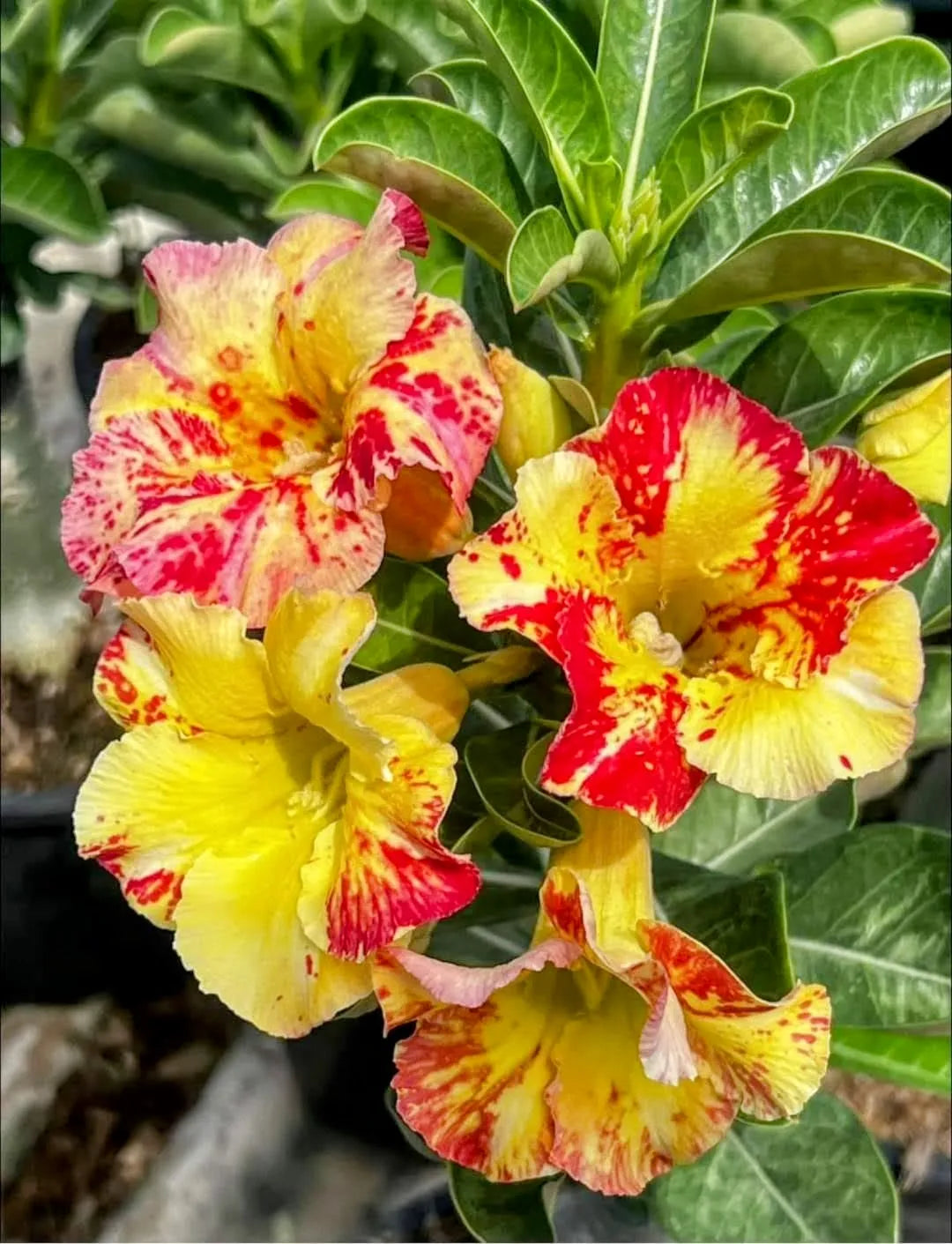Yellow Red Adenium Obesum Flower Seeds for Planting Low Maintenance Heirloom & GMO Free Seeds for Home Garden  Sale