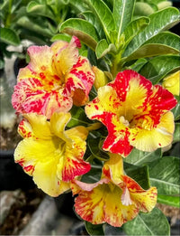 Yellow Red Adenium Obesum Flower Seeds for Planting Low Maintenance Heirloom & GMO Free Seeds for Home Garden  Sale