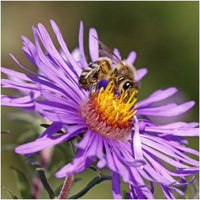 Purple Aster Novae Angliae Flower seeds for Planting Sun Loving Heirloom & GMO Free Seeds for Home Garden
 
 Sale
